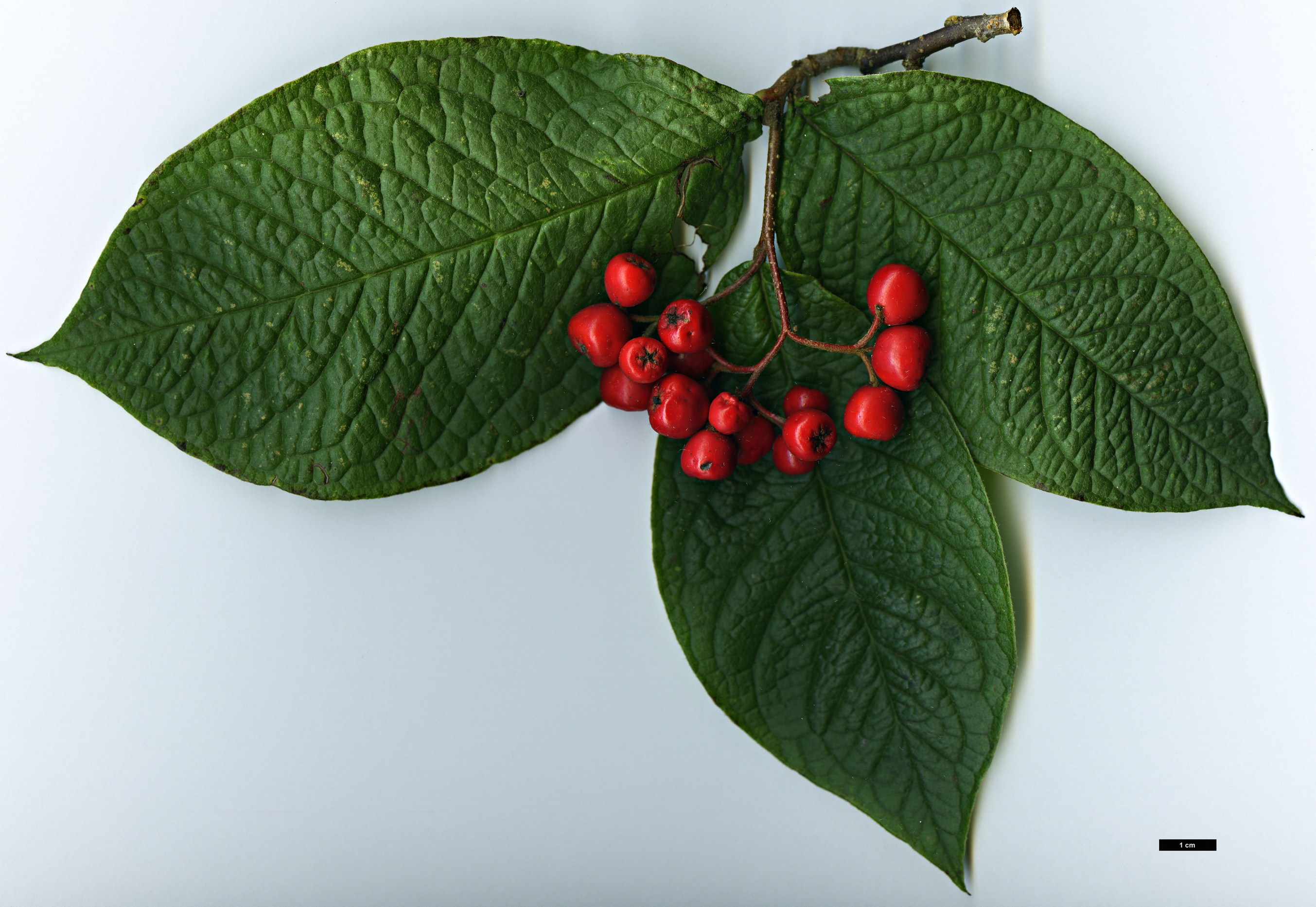 High resolution image: Family: Rosaceae - Genus: Cotoneaster - Taxon: rehderi